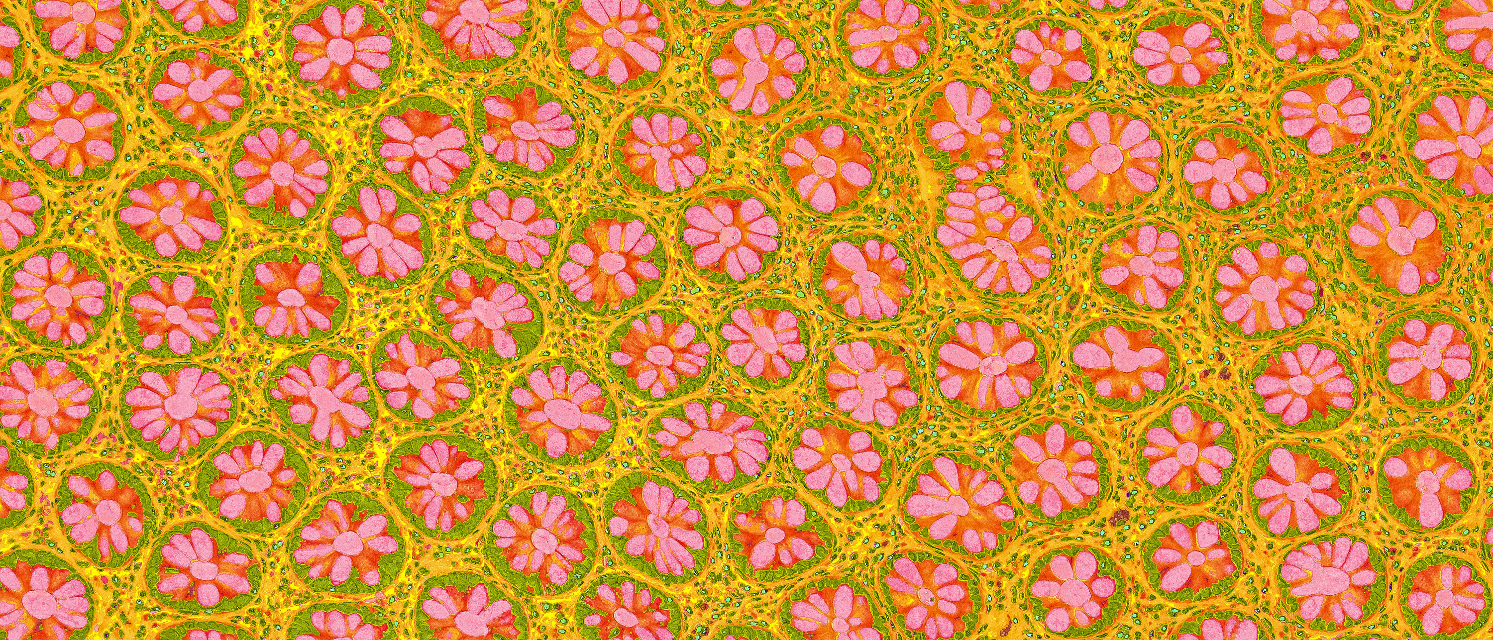 Field Of Flowers — histology art