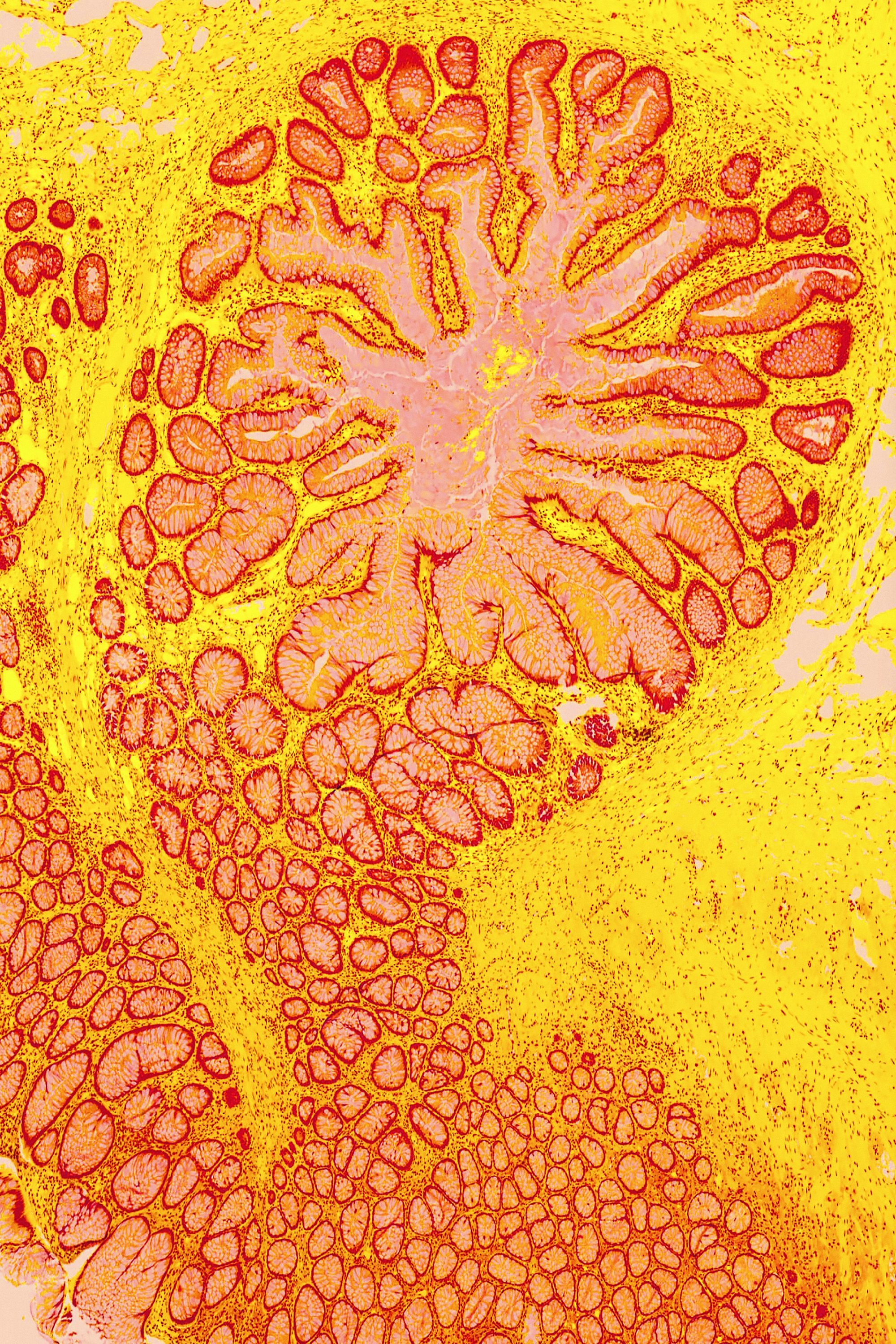 Innerbloom — histology art