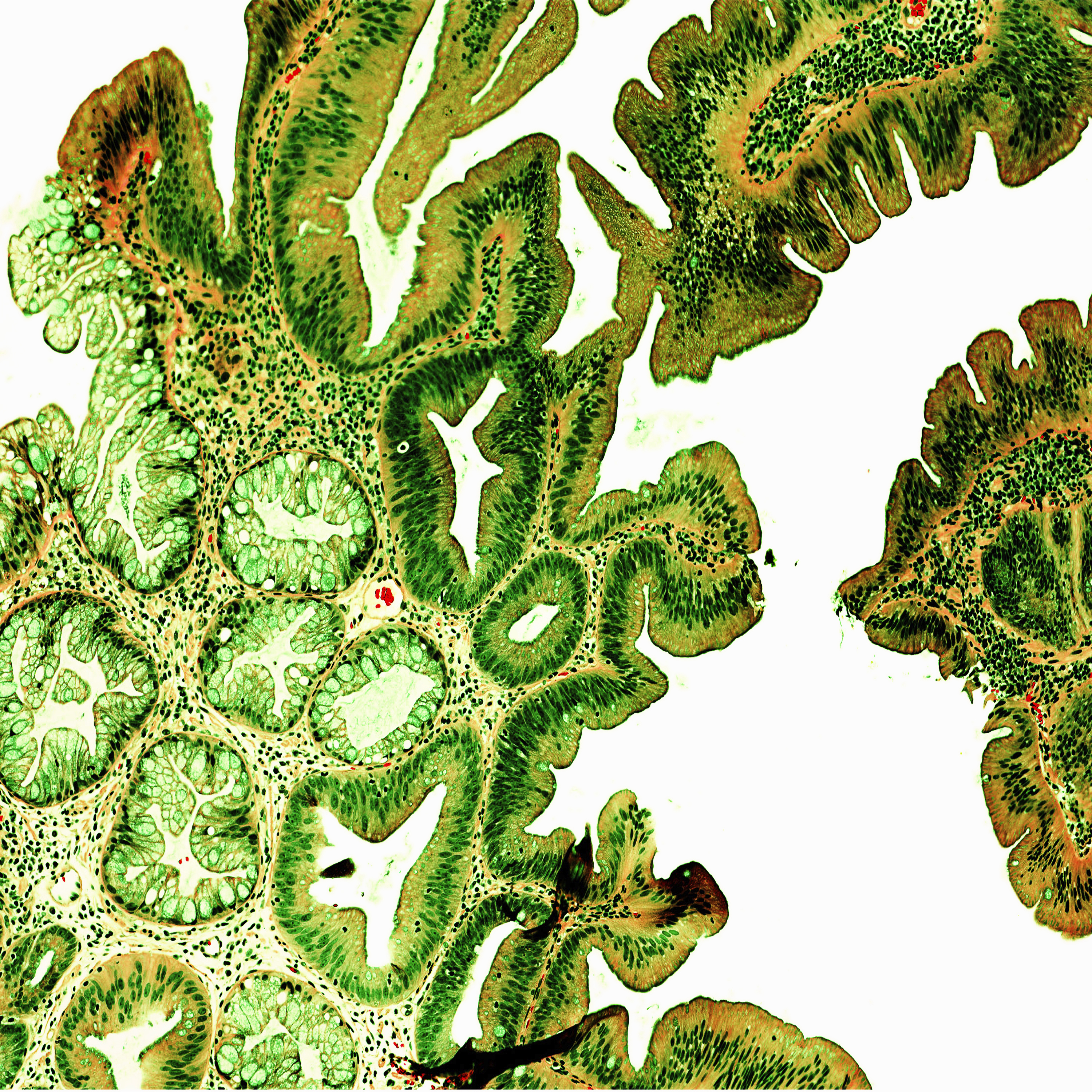 Lush — histology art