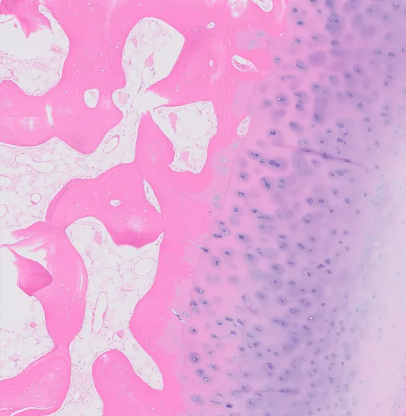 Original histology slide for Monarch