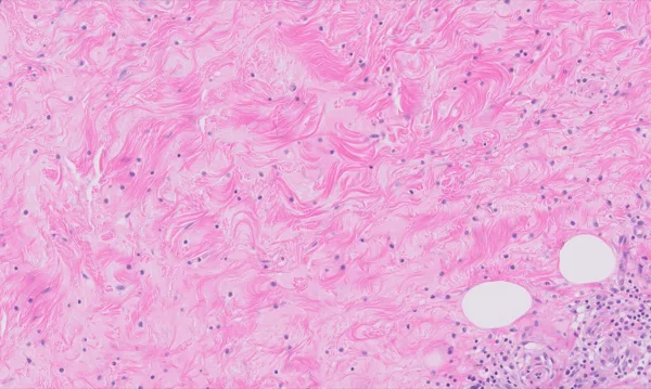 Original histology slide for The Prairie