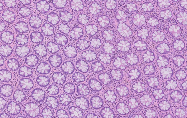 Original histology slide for Field of Flowers