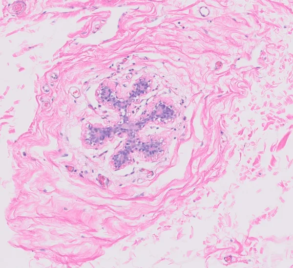 Original histology slide for Fish