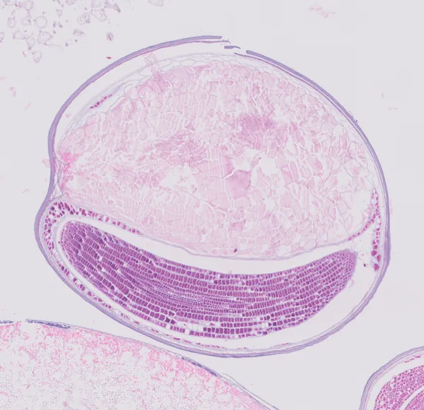 Original histology slide for Scintillation of Citrus