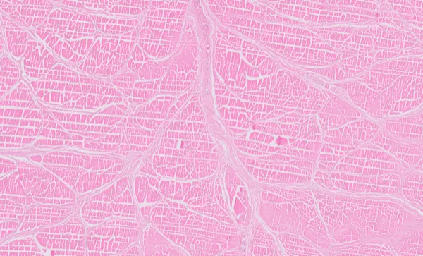 Original histology slide for Roots