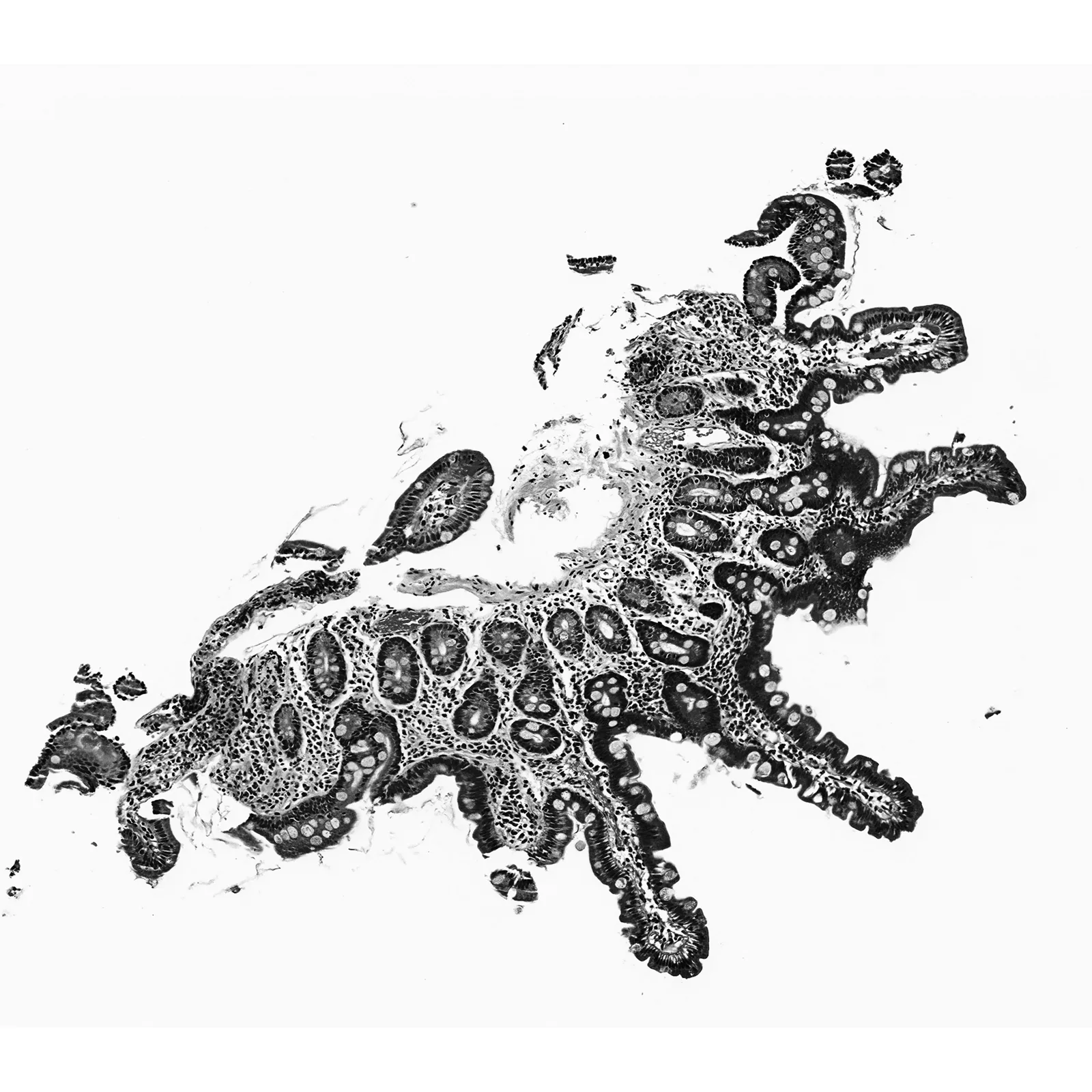 Seahorse