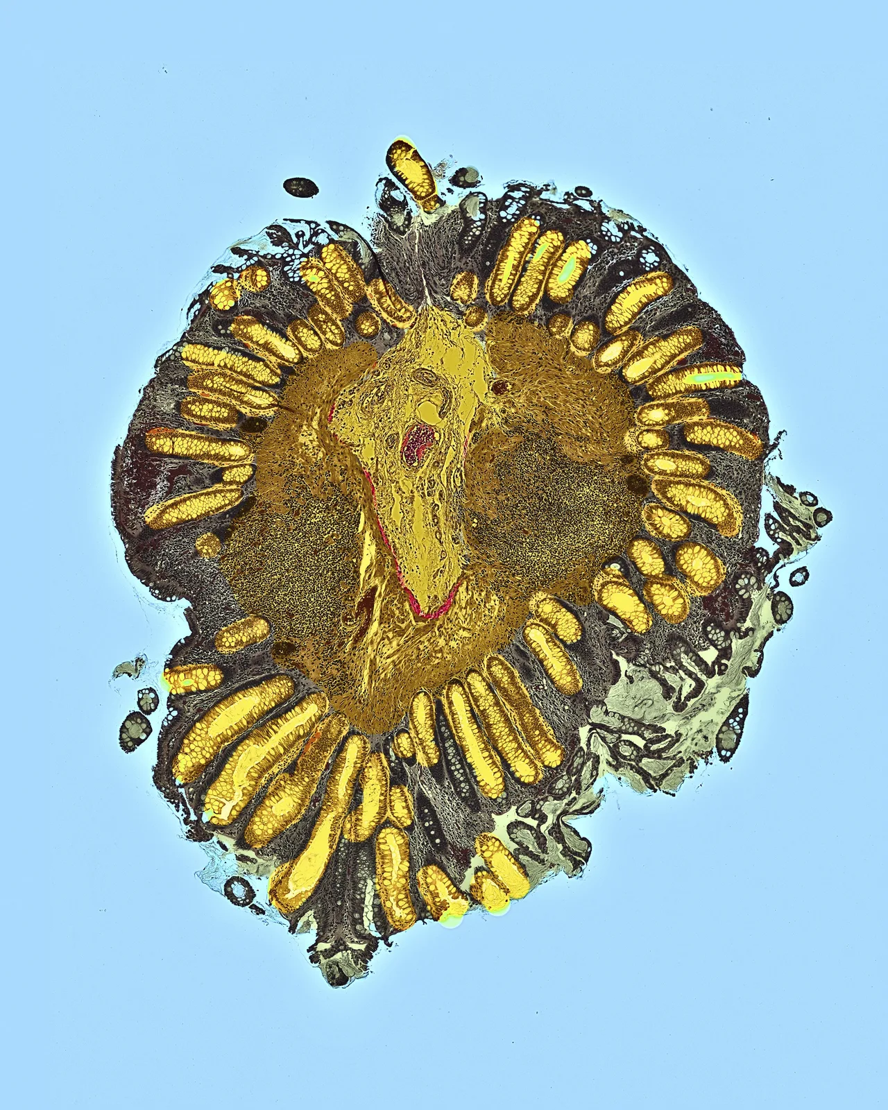 The Goldon Lion