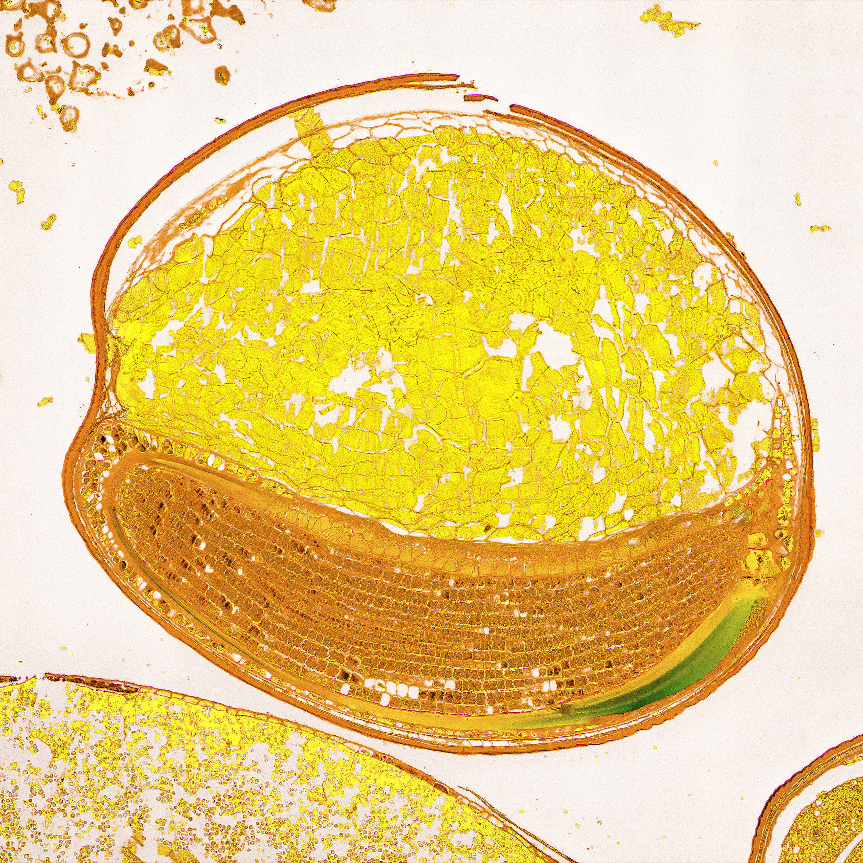 Scintillation of Citrus